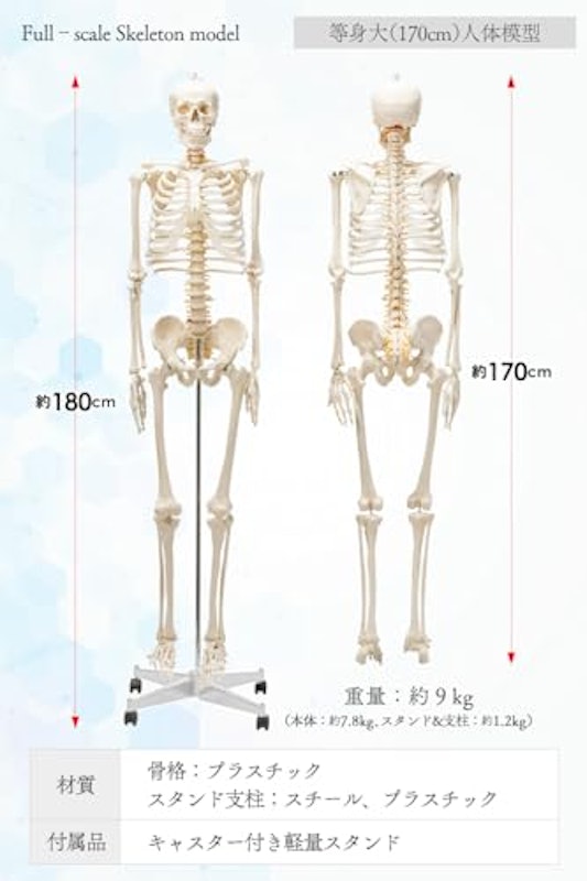 人体模型 6