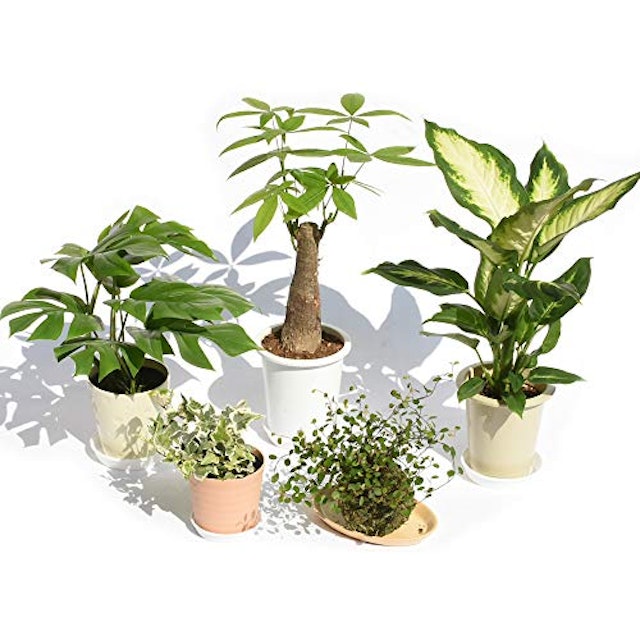 21年 観葉植物のおすすめ人気ランキング30選 Mybest 21年 観葉植物のおすすめ人気ランキング30選 Mybest