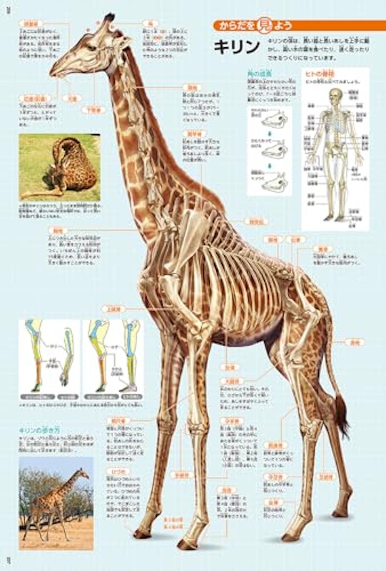 動物 新版 6