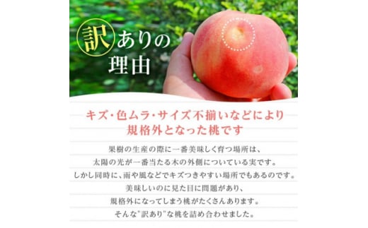 山梨県産桃 訳あり 2