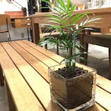 トイレ向きの観葉植物のおすすめ人気ランキング【2026年7月】 5