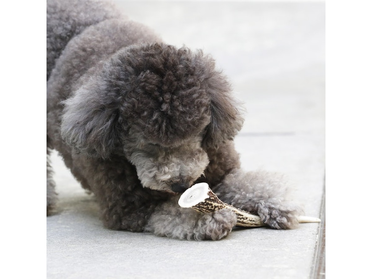 イチカワクリーニング 鹿の角を全15商品と比較 口コミや評判を実際に使ってレビューしました Mybest イチカワクリーニング 鹿の角を全15商品と比較 口コミや評判を実際に使ってレビューしました Mybest