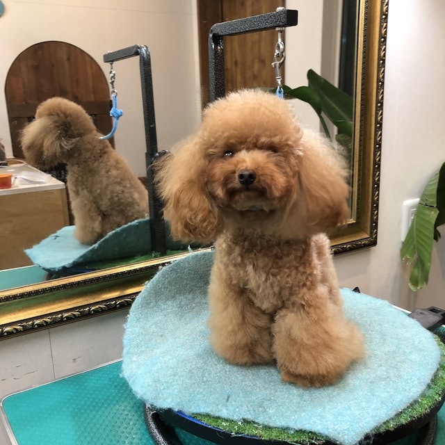 ジョイペット アミノリンスインシャンプー 全犬用を全17商品と比較 口コミや評判を実際に使ってレビューしました Mybest ジョイペット アミノリンスインシャンプー 全犬用を全17商品と比較 口コミや評判を実際に使ってレビューしました Mybest