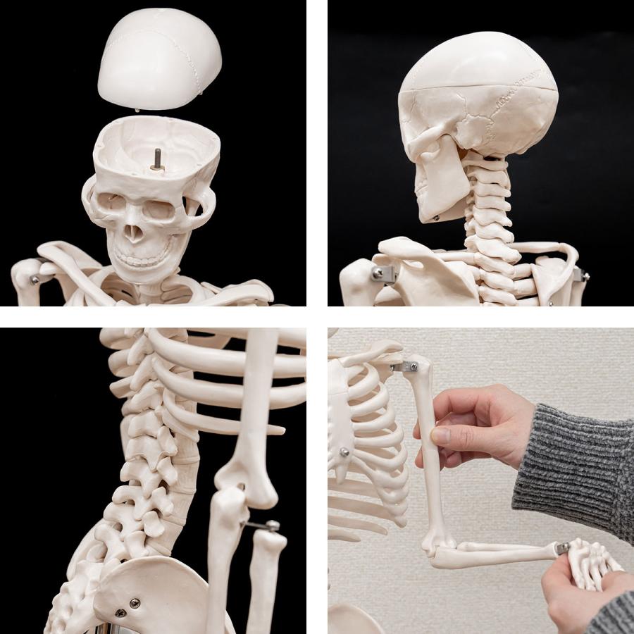 人体骨格模型  2