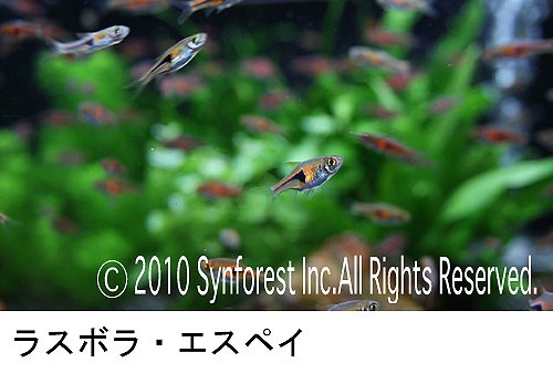 熱帯魚映像図鑑 バーチャル・アクアリウム 3