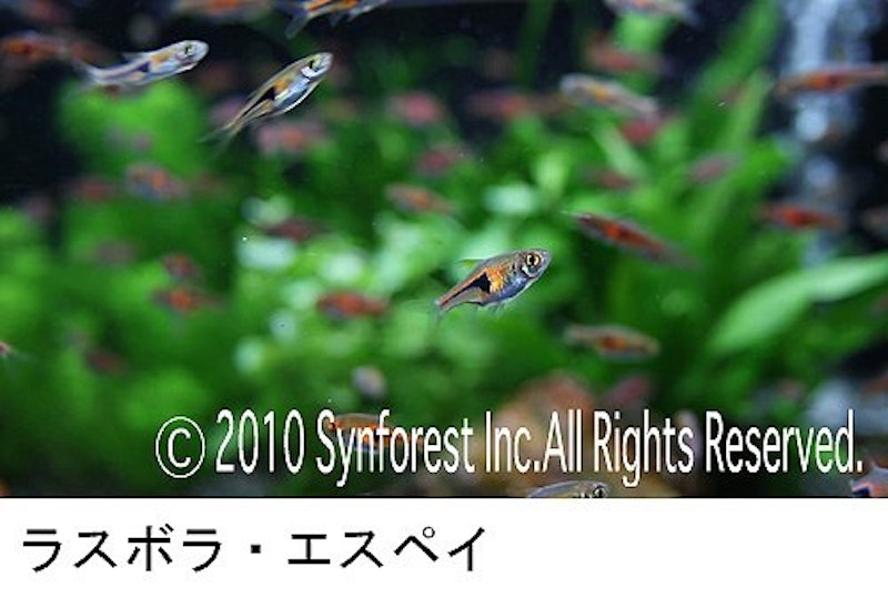 熱帯魚映像図鑑 バーチャル・アクアリウム 3