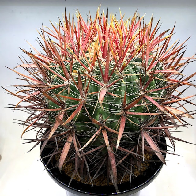 21年 サボテンのおすすめ人気ランキング11選 Mybest 21年 サボテンのおすすめ人気ランキング11選 Mybest