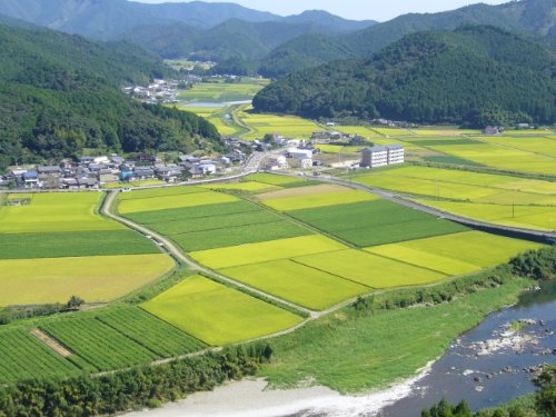 仁井田米（ヒノヒカリ・幻の香る米） 3