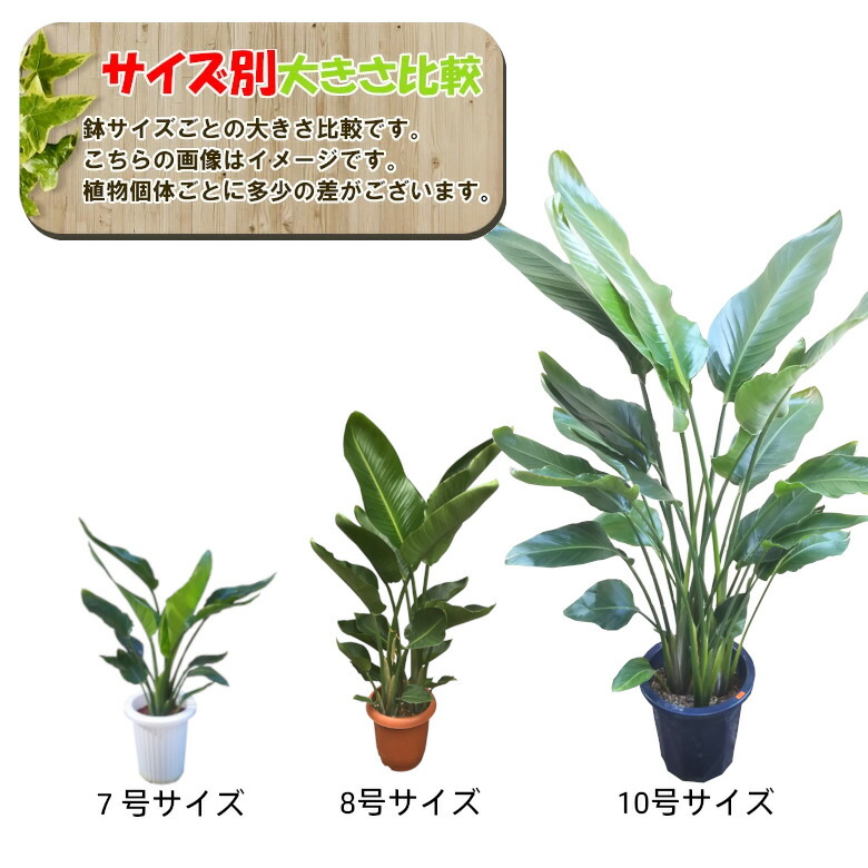 オーガスタ 7号 3
