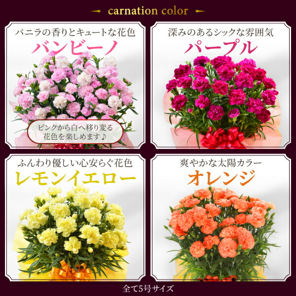 花材　マイクロカーネーション　8種類 花材 マイクロカーネーション 8種類 母の日向けカーネーションの