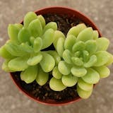 初心者向けの多肉植物のおすすめ人気ランキング【2026年5月】 5