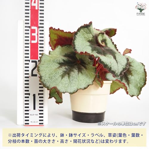 レックスベゴニア エスカルゴ 3