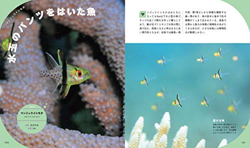 ま〜るい魚図鑑 5