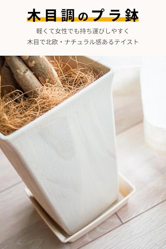 パキラ 5