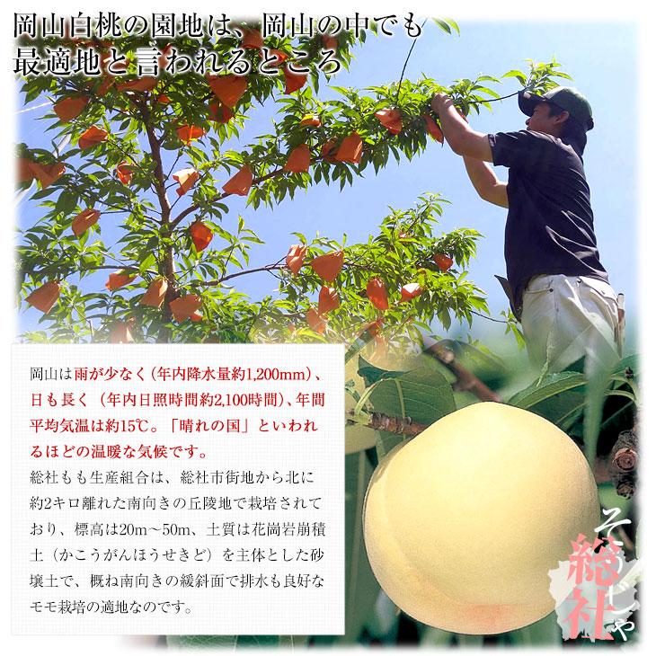 岡山白桃 5