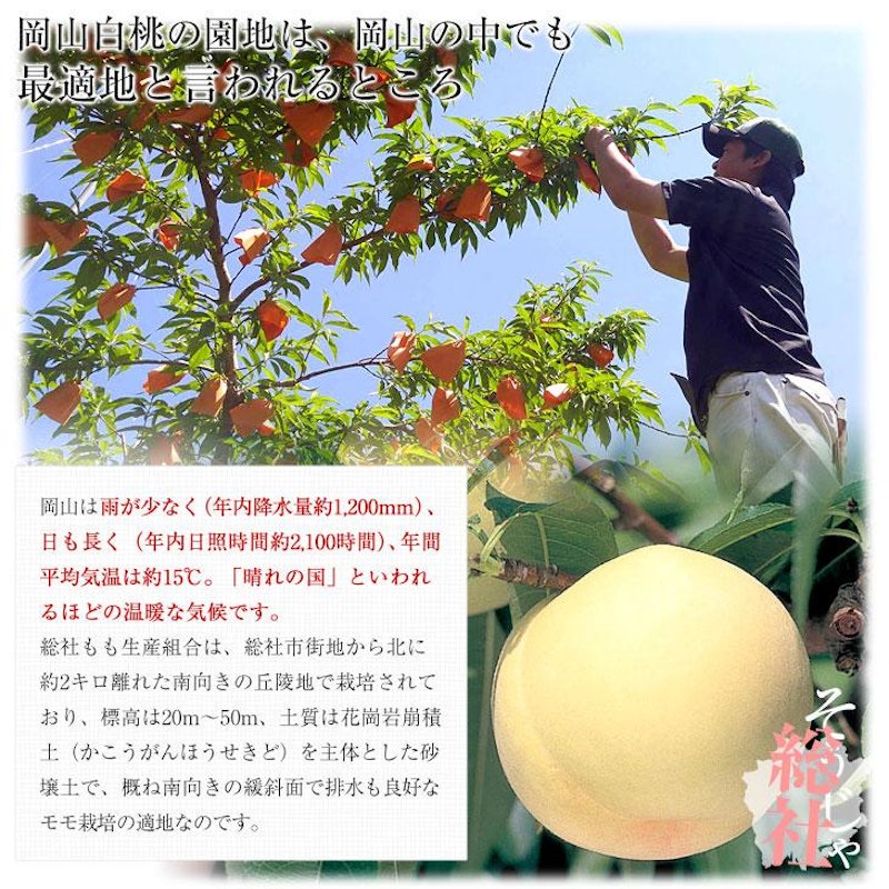 岡山白桃 5