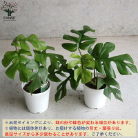 ヒメモンステラ 3