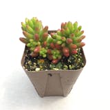 地植えにおすすめの多肉植物のおすすめ人気ランキング【屋外でも育つ!2026年5月】 5