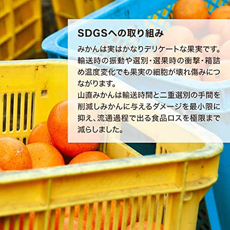 有田みかん 6