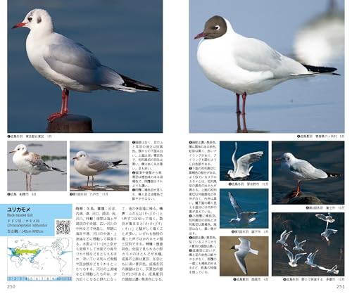 新 日本の野鳥 6