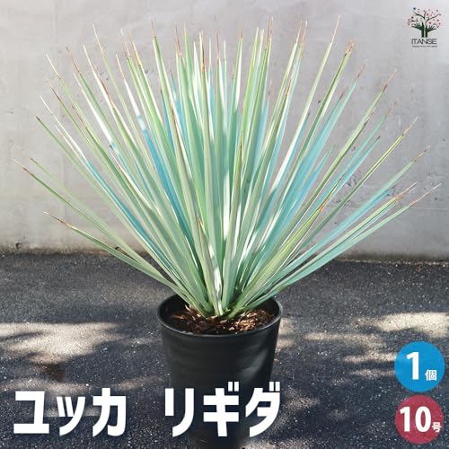 ユッカ マルデヌベス　大きめ 観葉植物 ユッカ 大型 | 観葉植物通販HitoHana(ひとはな)