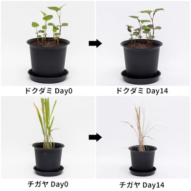 ドクダミはほとんど効果なし。チガヤも14日後に緑が残った