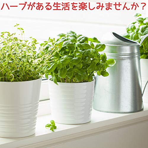 22年 ハーブ初心者向け苗のおすすめ人気ランキング19選 Mybest