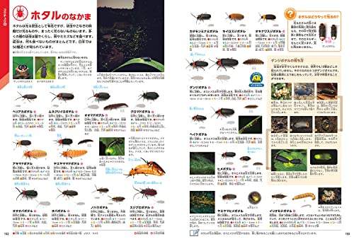 昆虫 新版 5