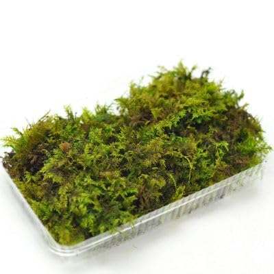 忍苔パック 1