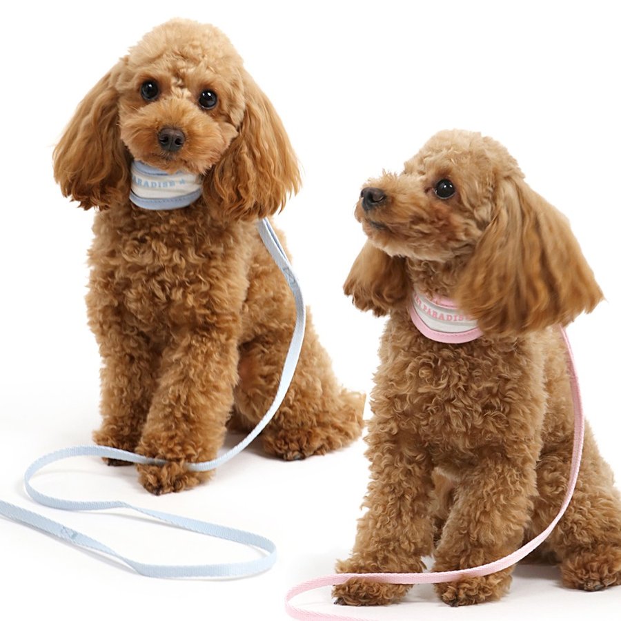 21年 子犬用首輪のおすすめ人気ランキング14選 Mybest
