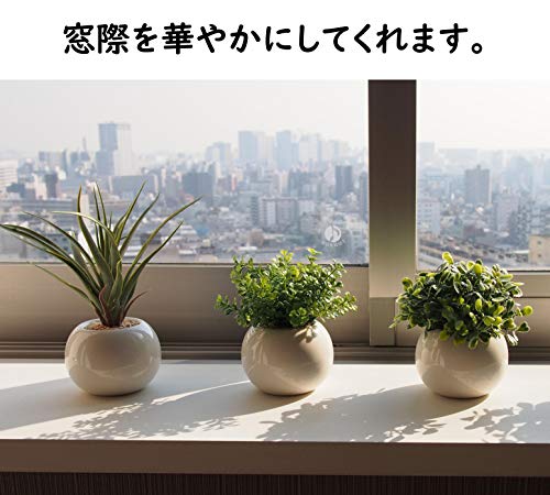 ミニ インテリアグリーン 5
