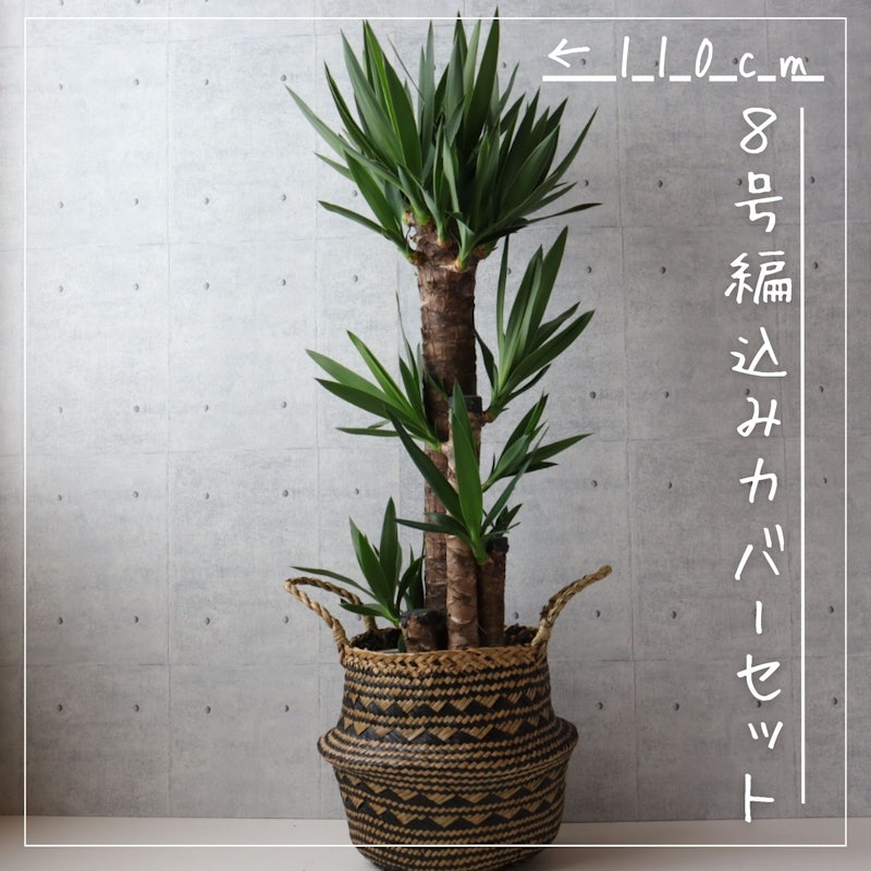 ユッカ・エレファンティペス 2