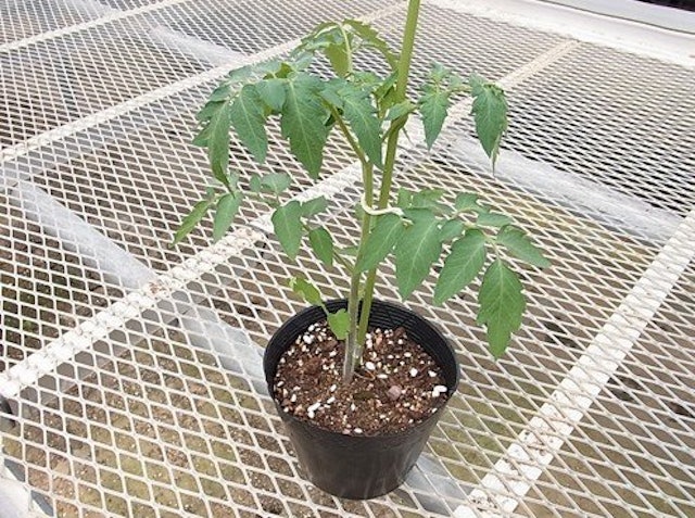 21年 家庭菜園向け野菜のおすすめ人気ランキング8選 Mybest 21年 家庭菜園向け野菜のおすすめ人気ランキング8選 Mybest