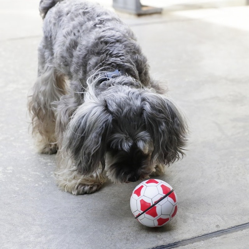 徹底比較 犬用おもちゃのおすすめ人気ランキング15選 ボール ぬいぐるみ 知育玩具も Mybest