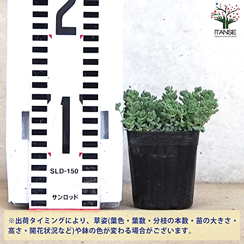 セダム パープルヘイズ 3