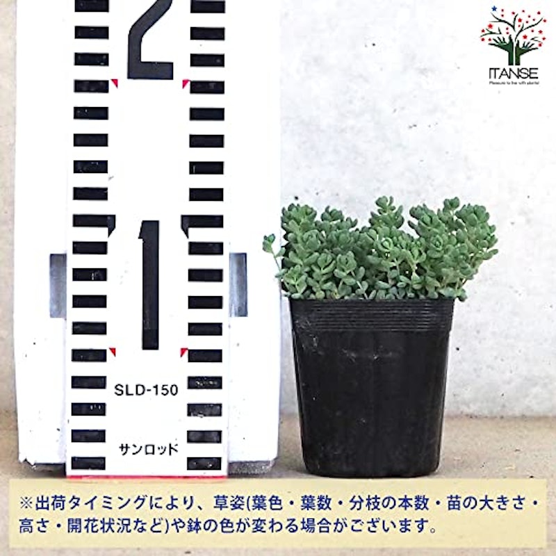 セダム パープルヘイズ 3