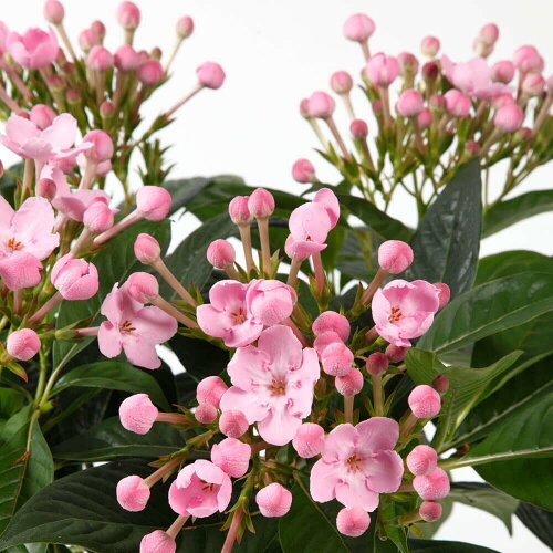 におい桜 2