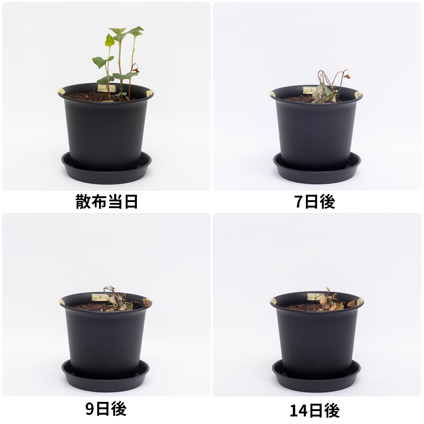 カダン除草王シリーズプロ 除草王シャワーS 3