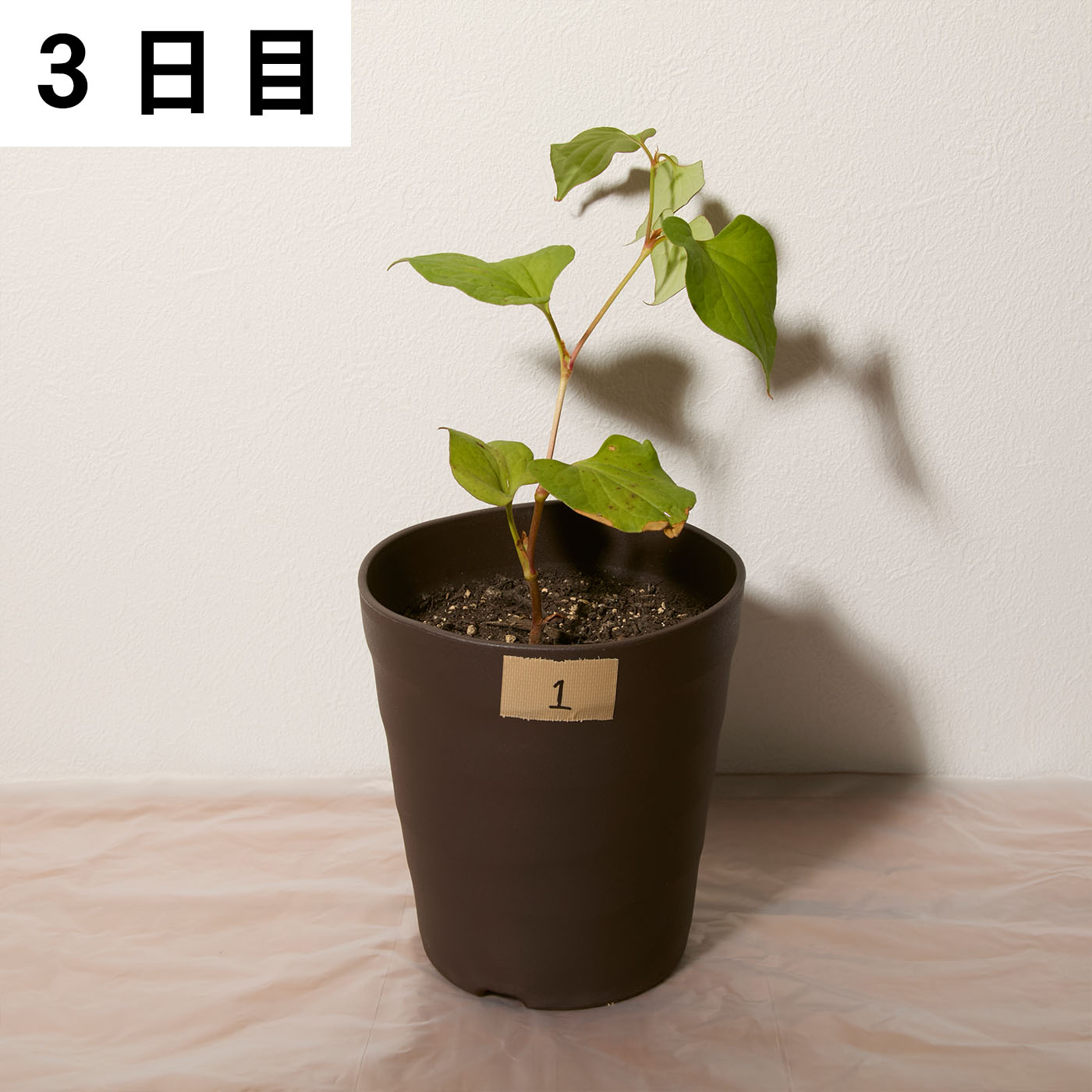 速効除草剤 6