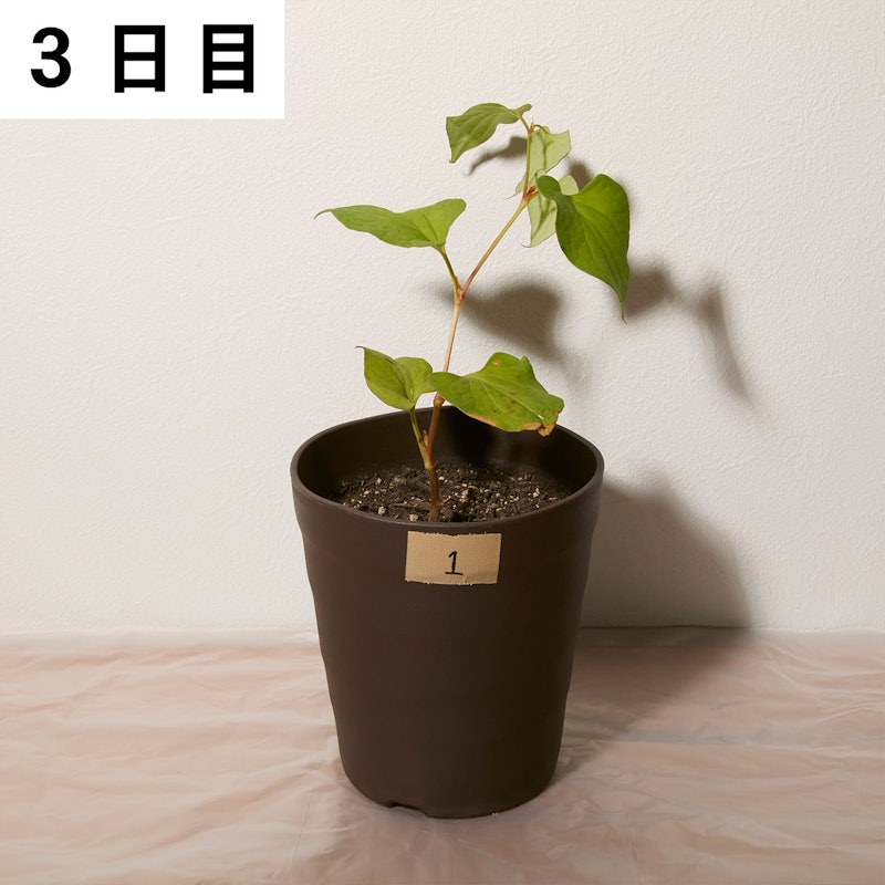速効除草剤 6