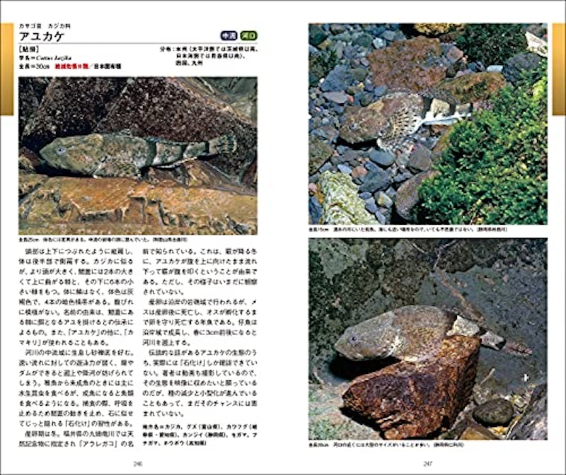 日本の淡水魚図鑑 3
