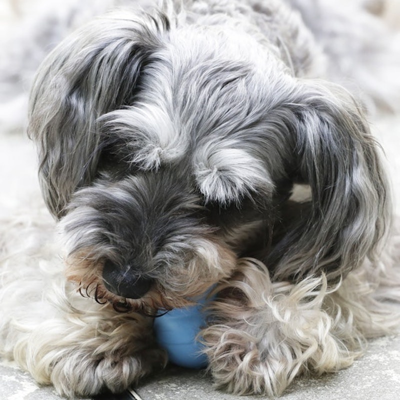 徹底比較 犬用おもちゃのおすすめ人気ランキング15選 ボール ぬいぐるみ 知育玩具も Mybest