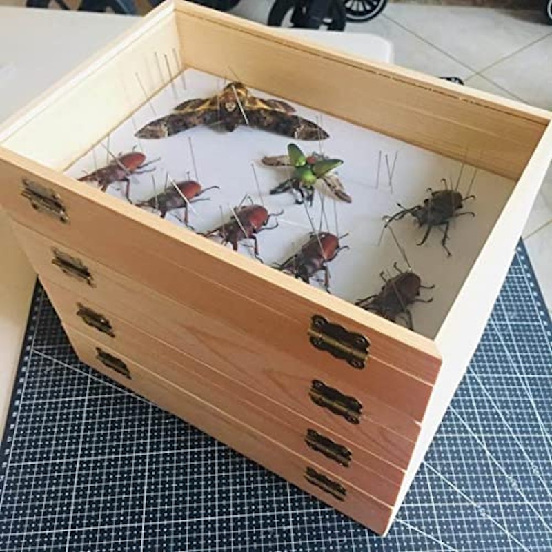 透明昆虫蝶標本箱 4