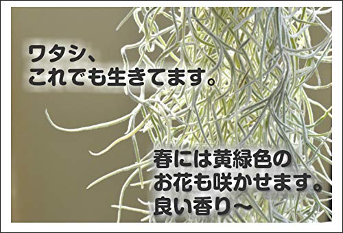 エアープランツ ウスネオイデス 4
