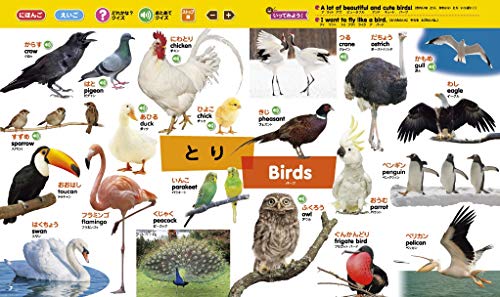 タッチペンで音が聞ける！はじめてずかん1000 英語つき 3