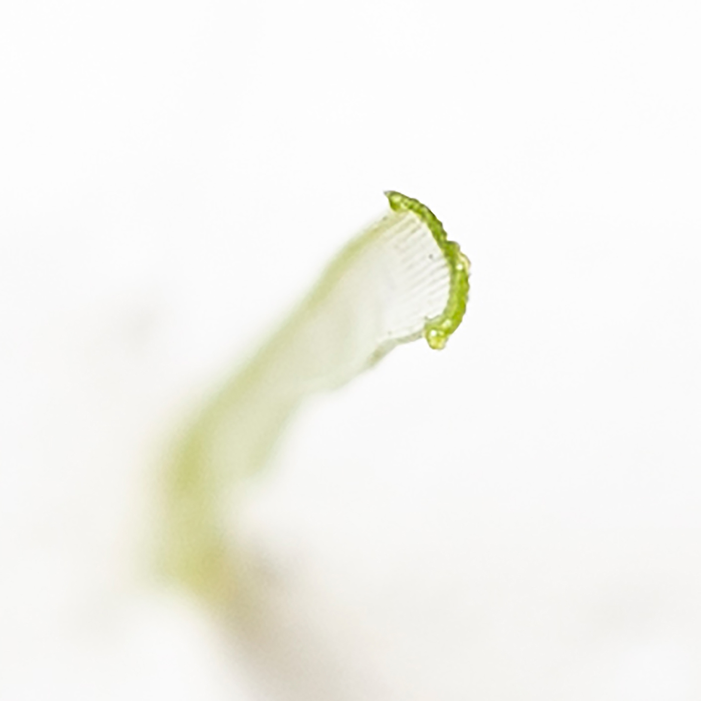 人工芝ロール 7