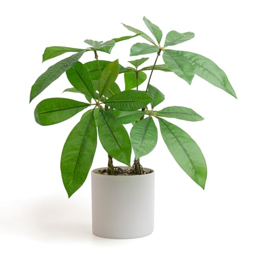 人工観葉植物 パキラ 1