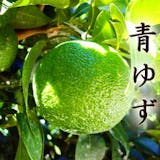 柚子のおすすめ人気ランキング【種類別特徴も紹介!2026年6月】 5