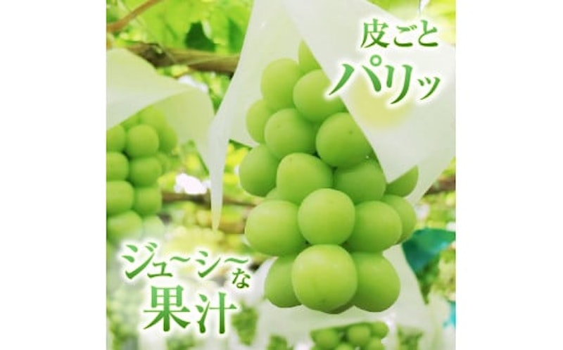 厳選契約農家の一級品シャインマスカット 2