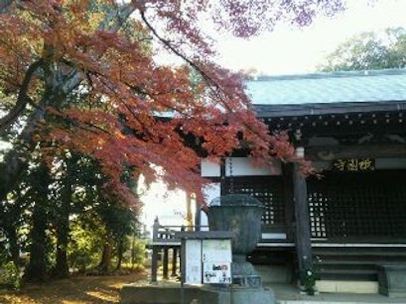 22年 東京都内の座禅体験できる寺のおすすめ人気ランキング17選 Mybest